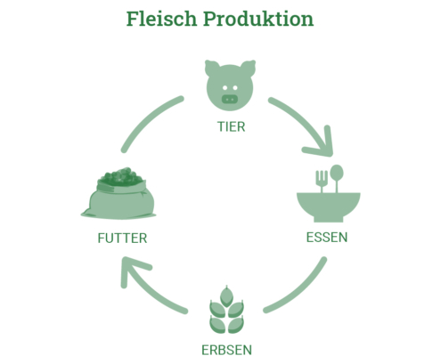 Grafik die den Kreislauf der Fleischproduktion zeigt