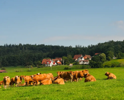 Kühe auf Weide mit Hintergrund Häuser und Wälder und Wiesen