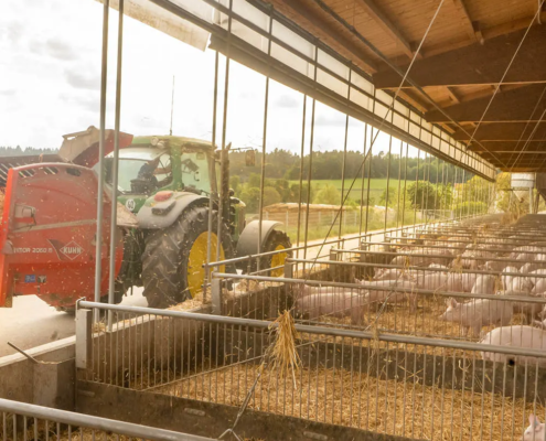 offener Schweinestall mit Schweinen, Traktor fährt vorbei im Hintergrund und grüne Landschaft